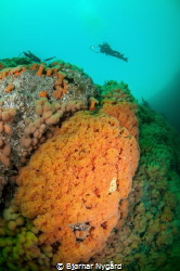 Diver above a wall of soft corals by Bjørnar Nygård 